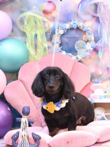 20240807リリィちゃん